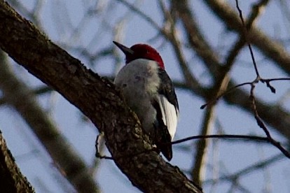 Red-headed Woodpecker - ML646943044