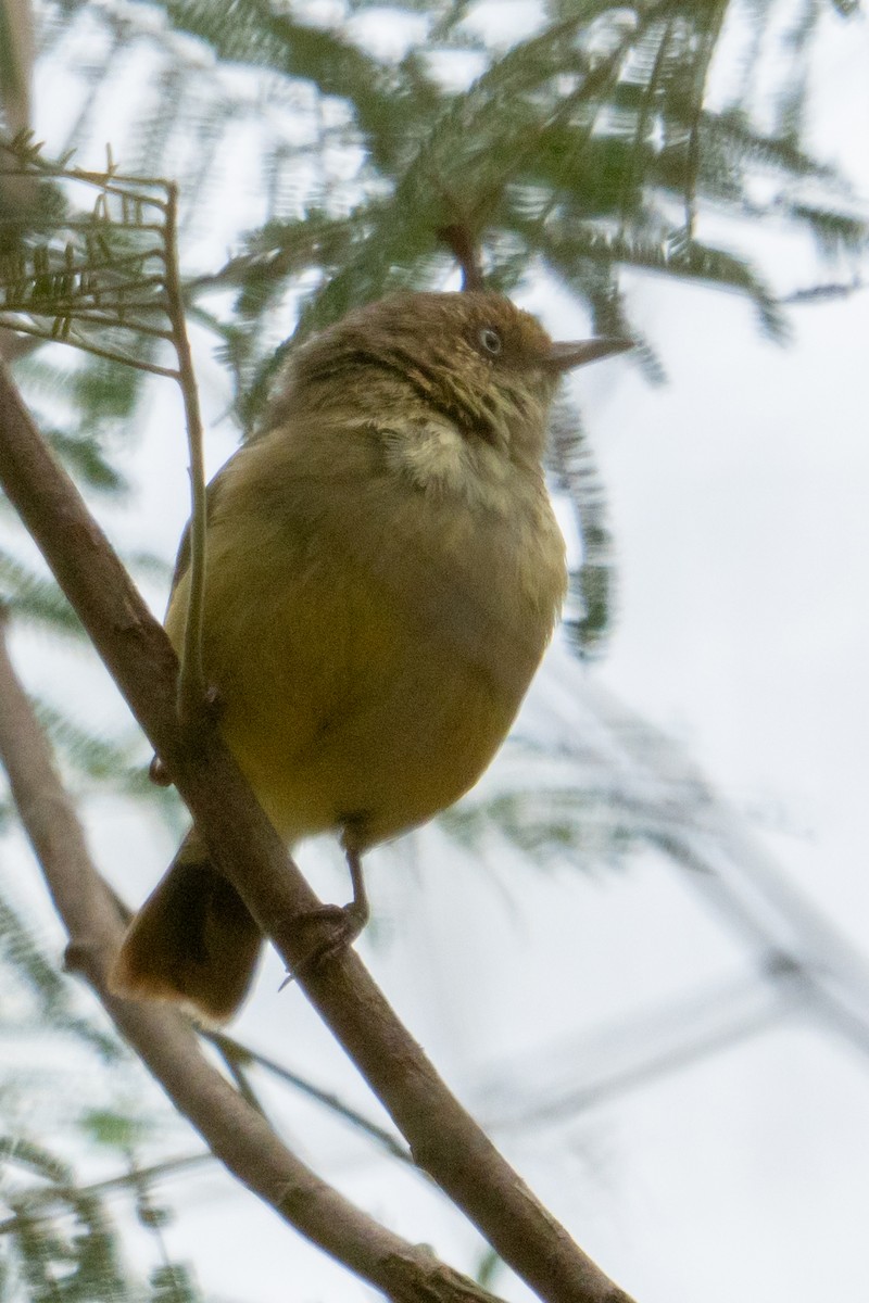 Шиподзьоб золотомушковий - ML646943047