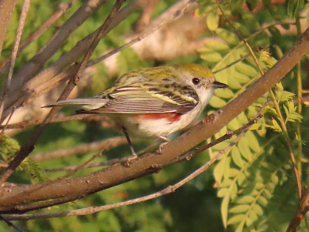 Paruline à flancs marron - ML646943049