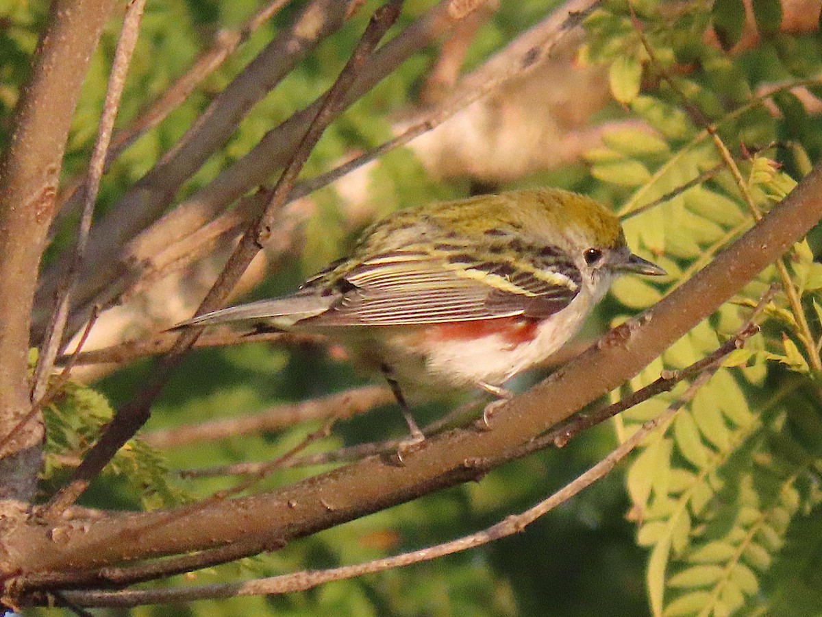 Paruline à flancs marron - ML646943051
