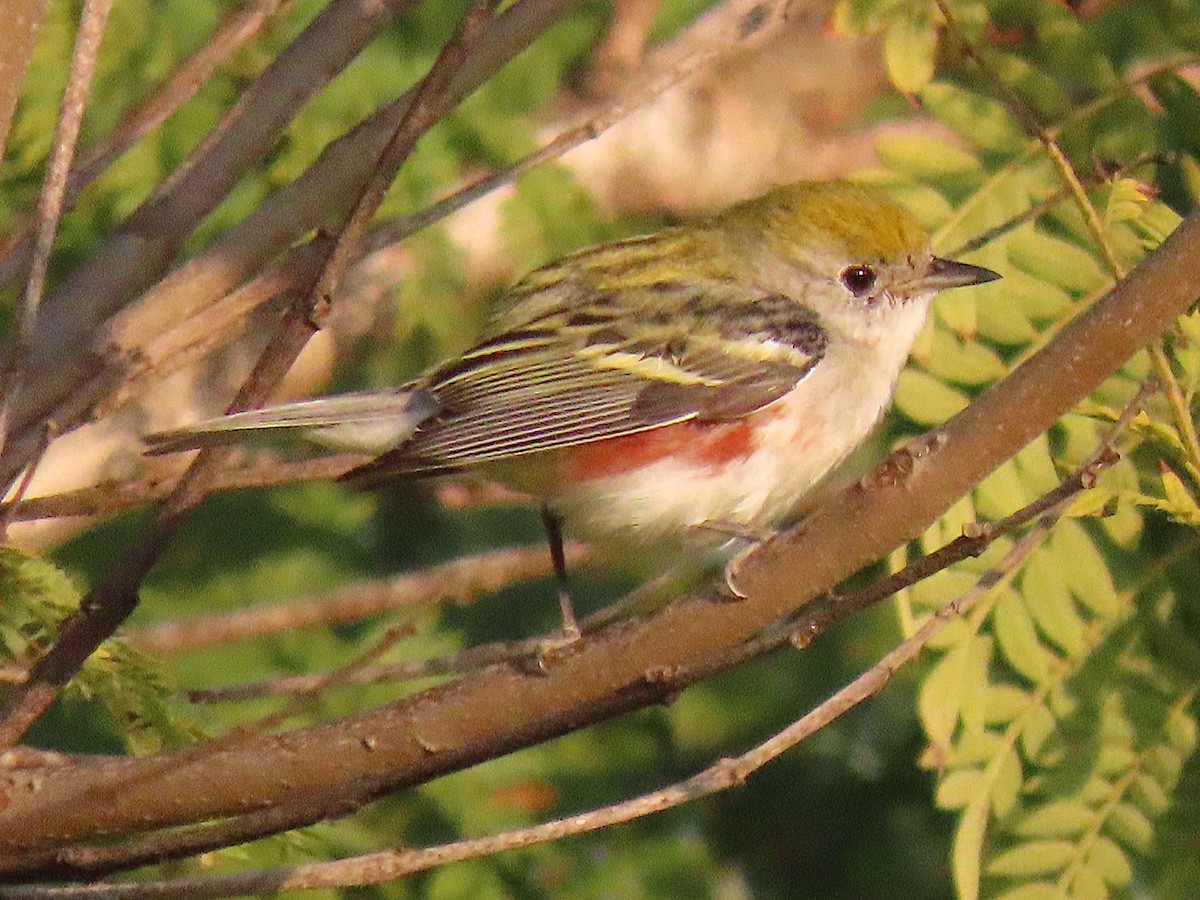 Paruline à flancs marron - ML646943055