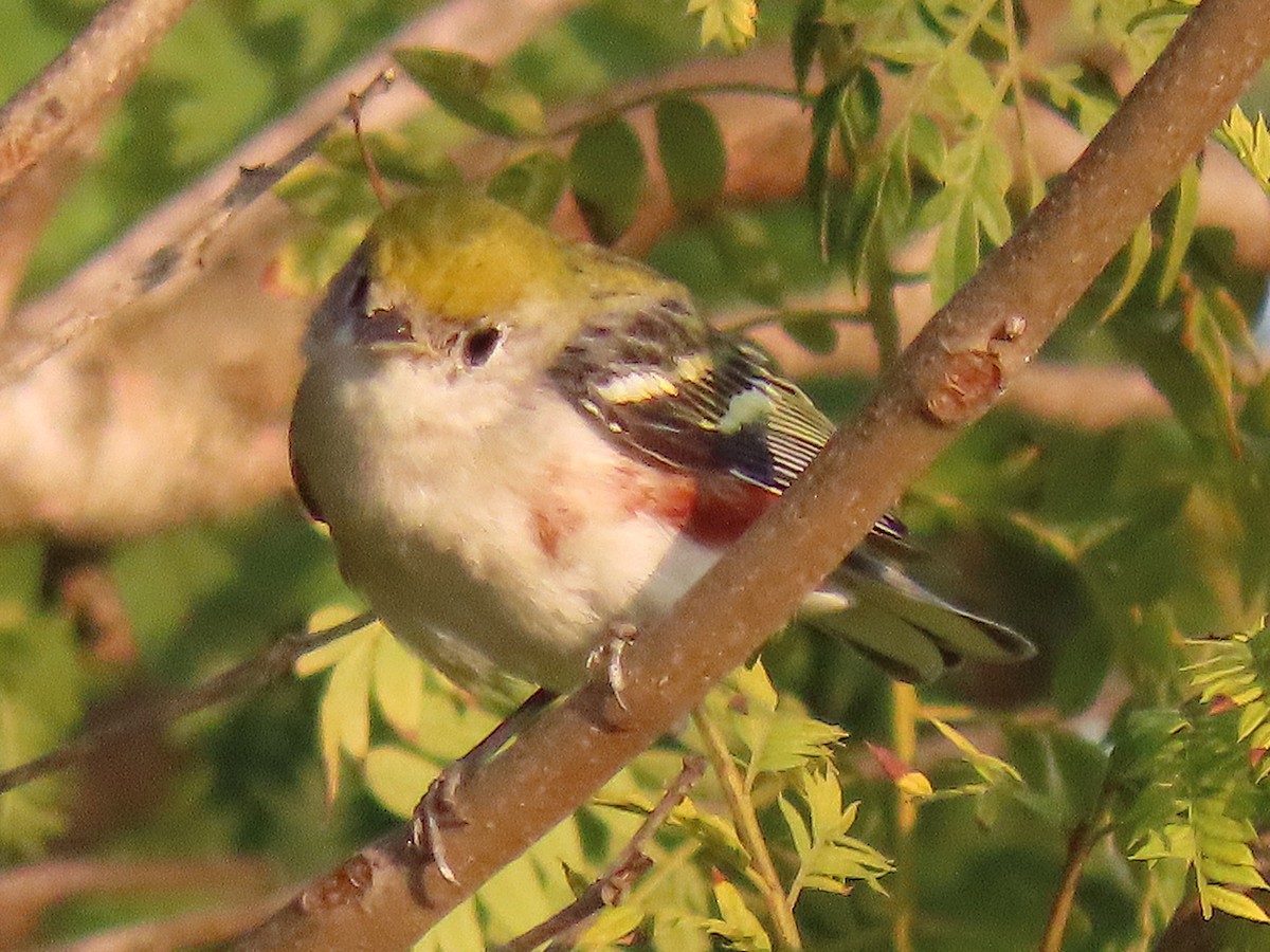 Paruline à flancs marron - ML646943059