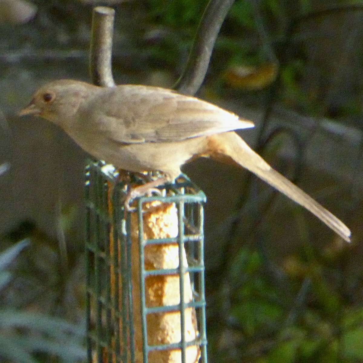 California Towhee - ML646943063