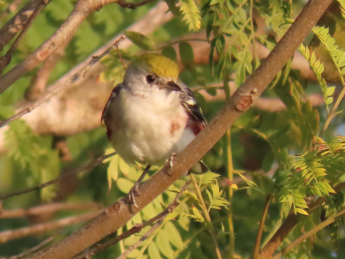 Paruline à flancs marron - ML646943065