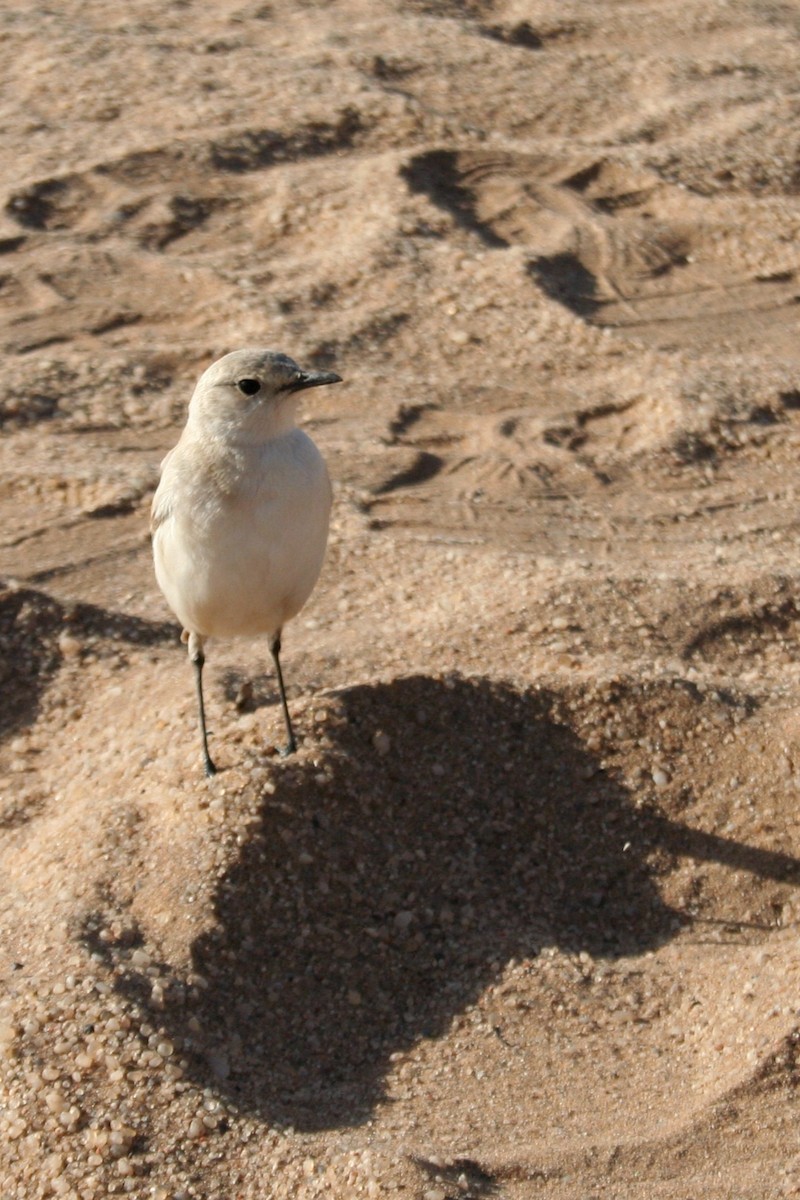 Oranjeschmätzer - ML646943066