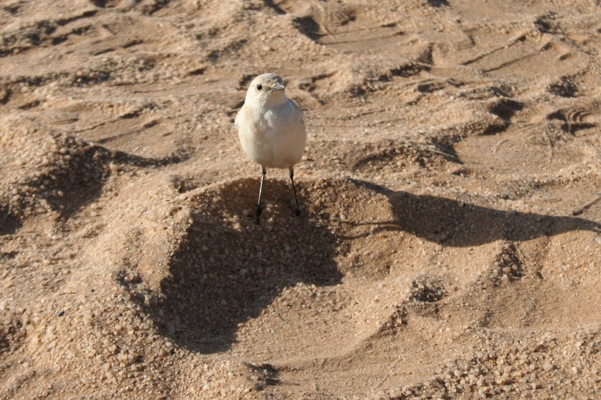 Oranjeschmätzer - ML646943067