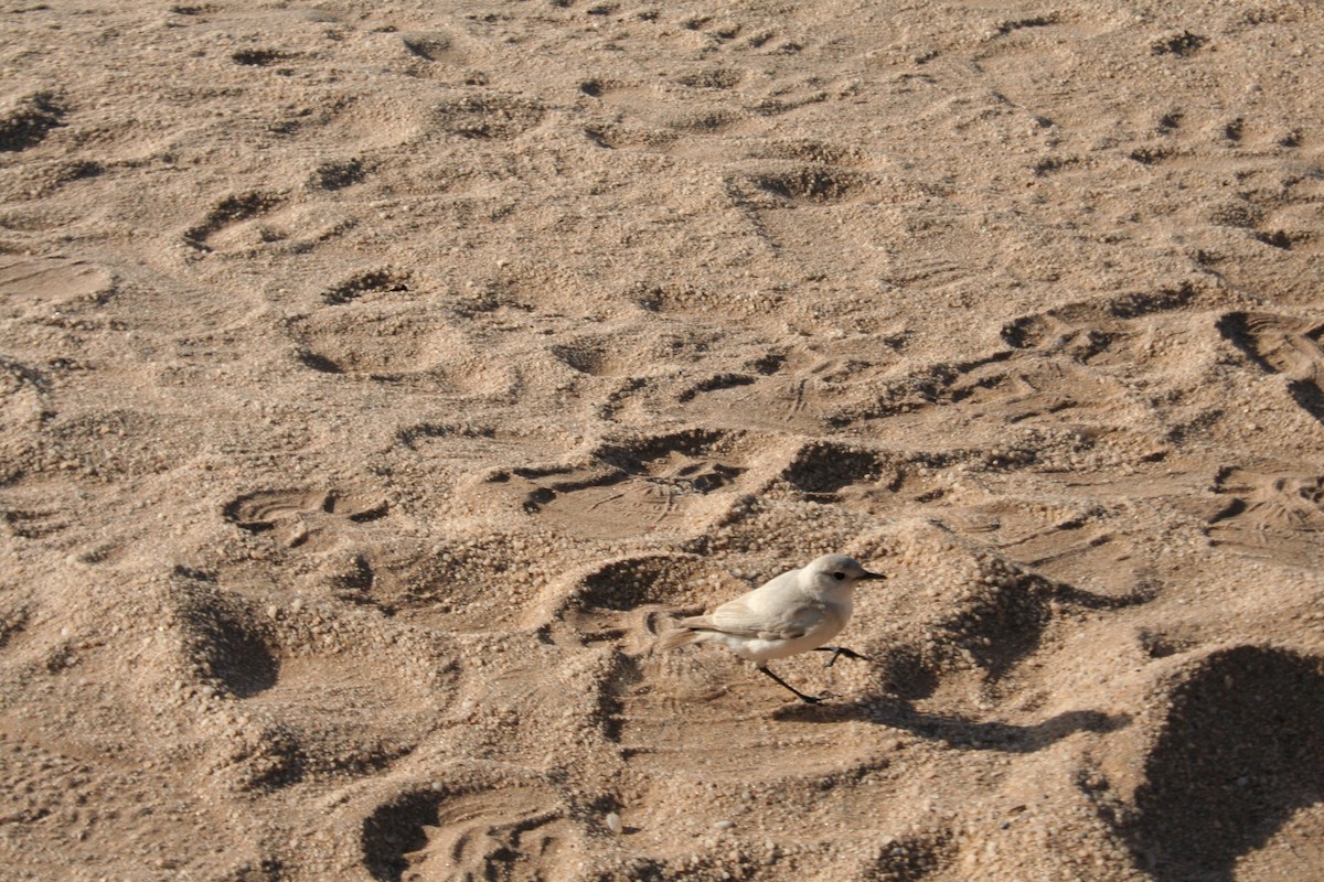 Oranjeschmätzer - ML646943068