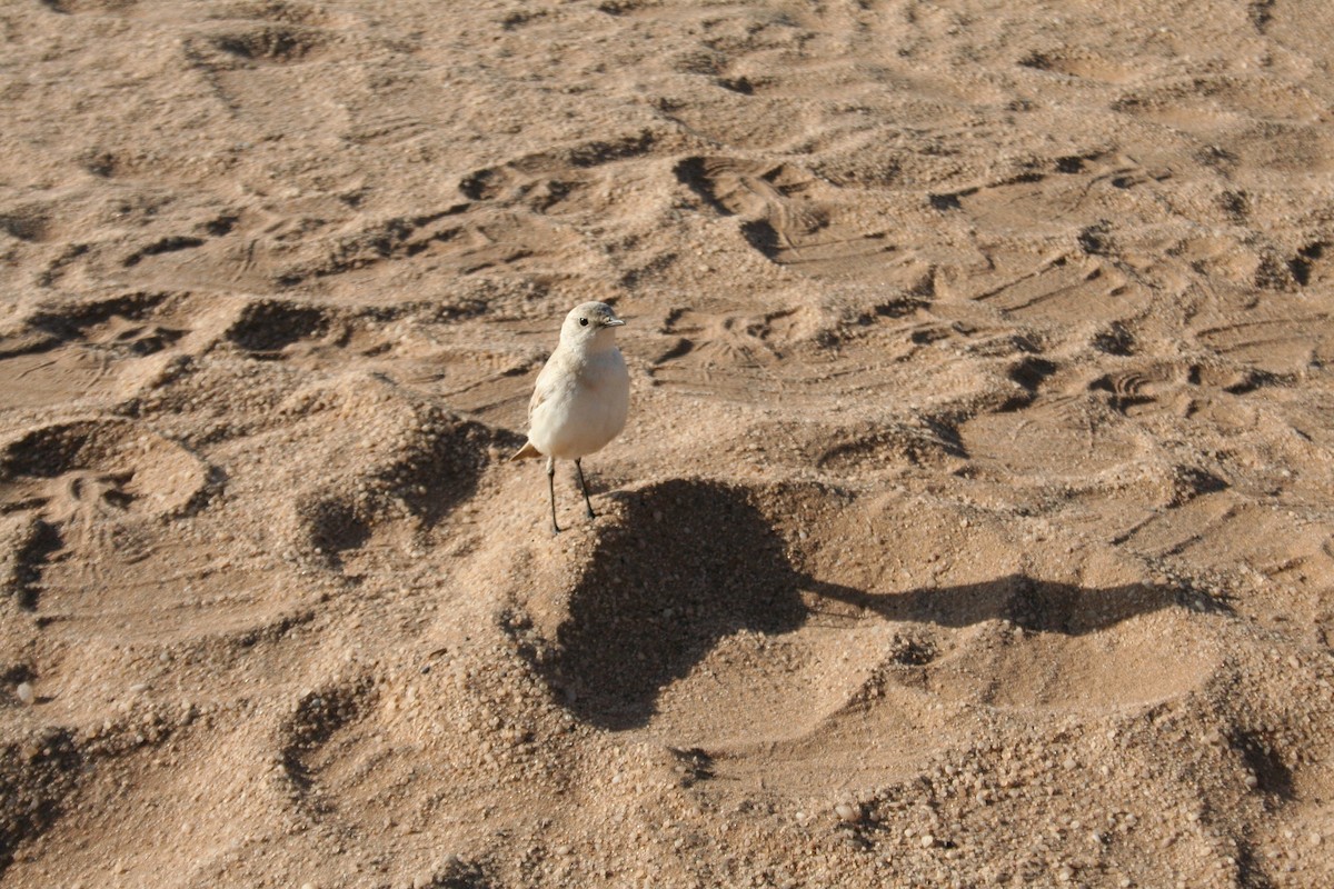 Oranjeschmätzer - ML646943069