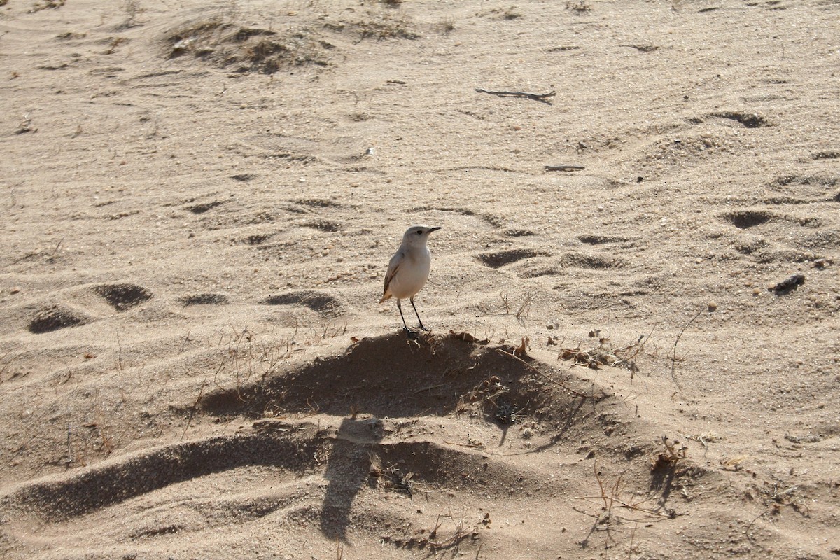 Oranjeschmätzer - ML646943070