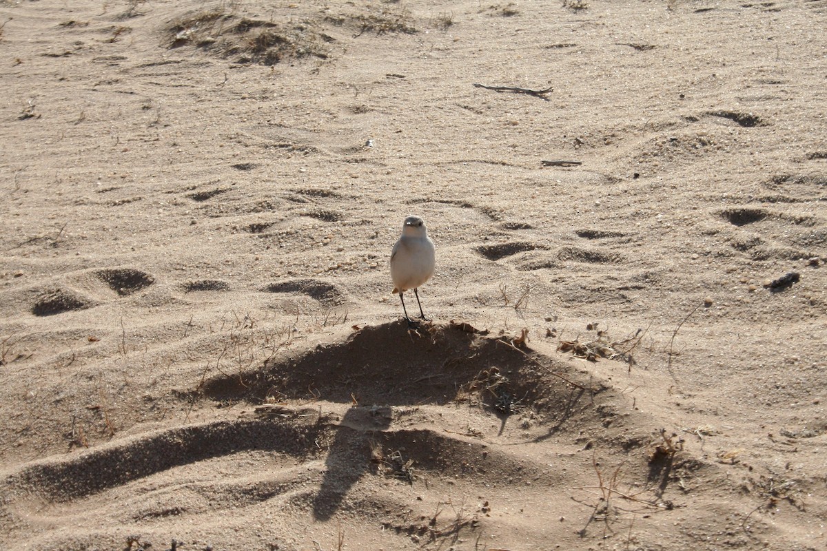 Oranjeschmätzer - ML646943071