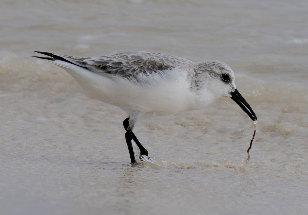 Sanderling - ML646943072