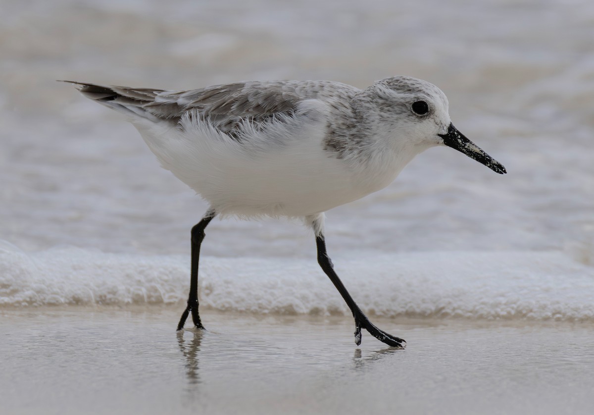 Sanderling - ML646943073