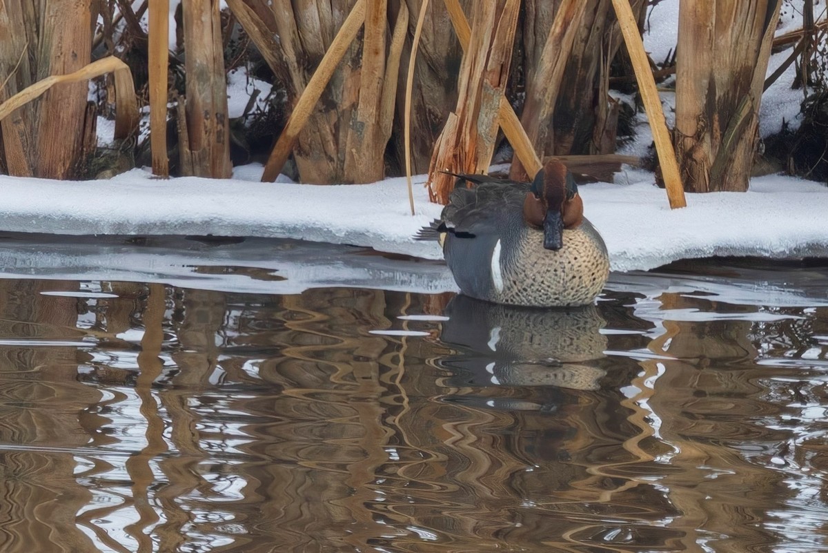 Green-winged Teal - ML646943077