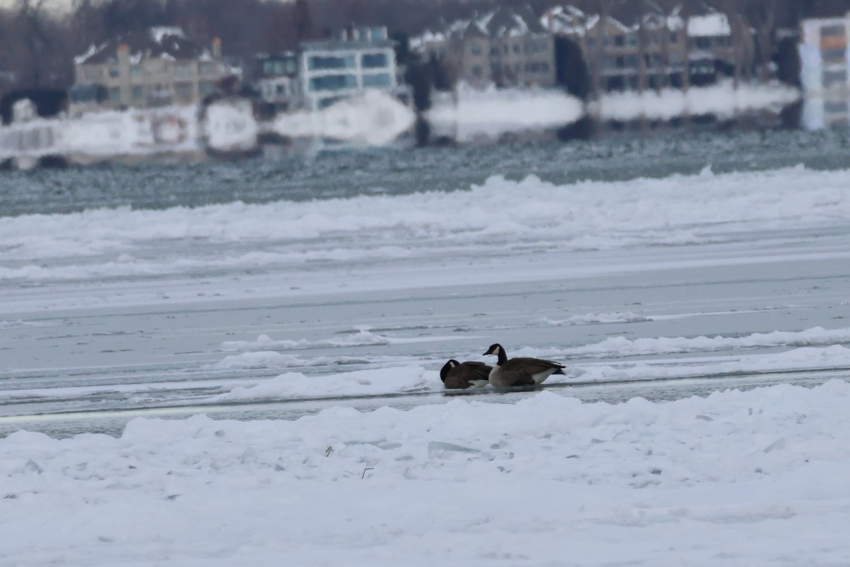 Canada Goose - ML646943078