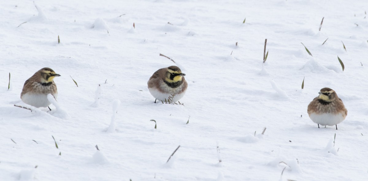 Horned Lark - ML646943079