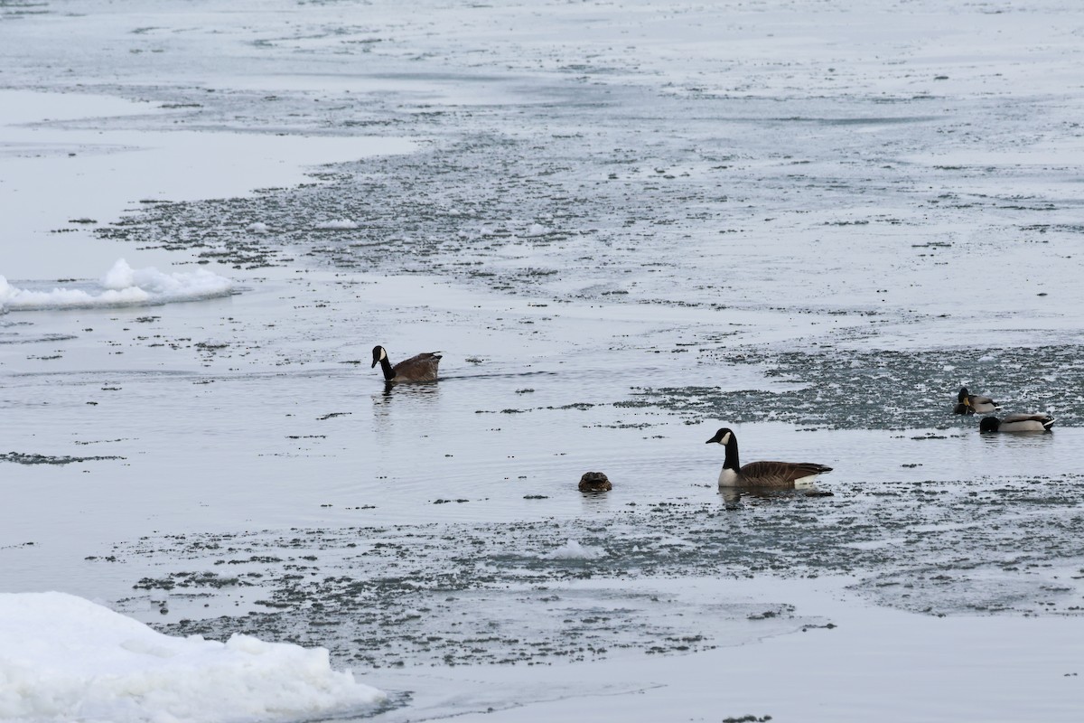 Canada Goose - ML646943080