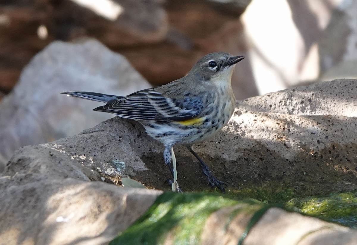 Yellow-rumped Warbler (Myrtle) - ML646943083