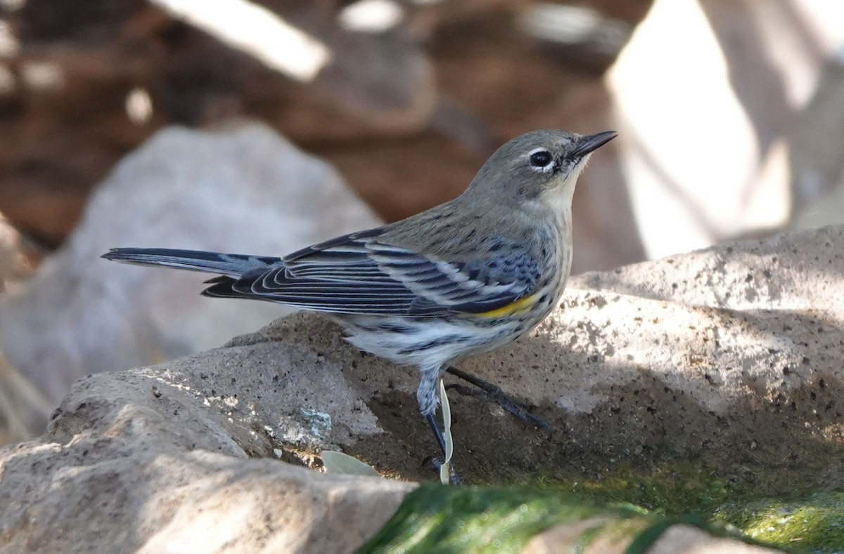 Yellow-rumped Warbler (Myrtle) - ML646943084