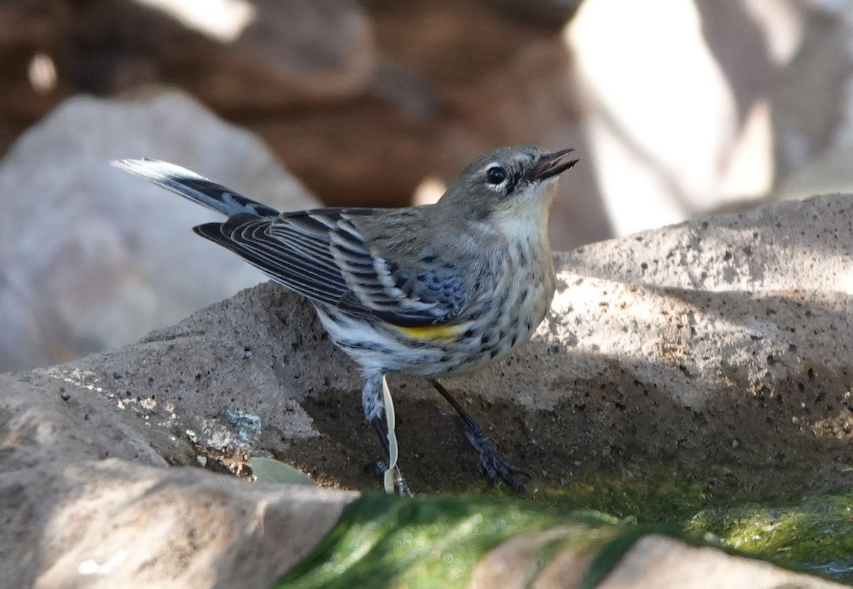 Yellow-rumped Warbler (Myrtle) - ML646943085