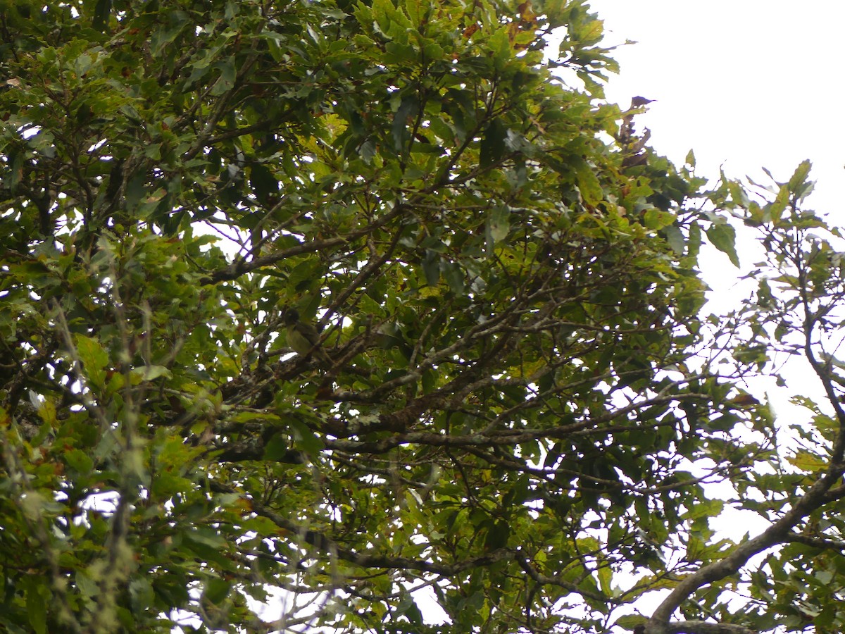 Olive-streaked Flycatcher - ML646943087