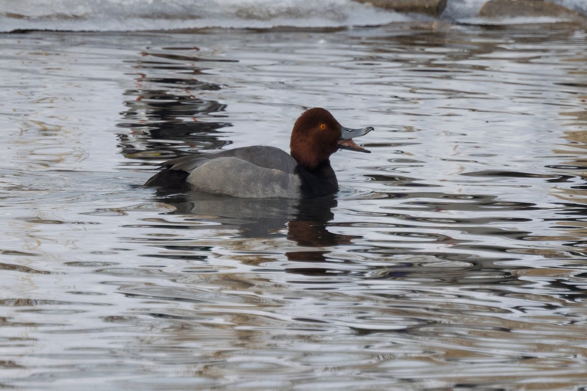 Redhead - ML646943088