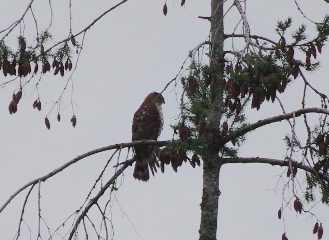 Cooper's Hawk - ML646943089