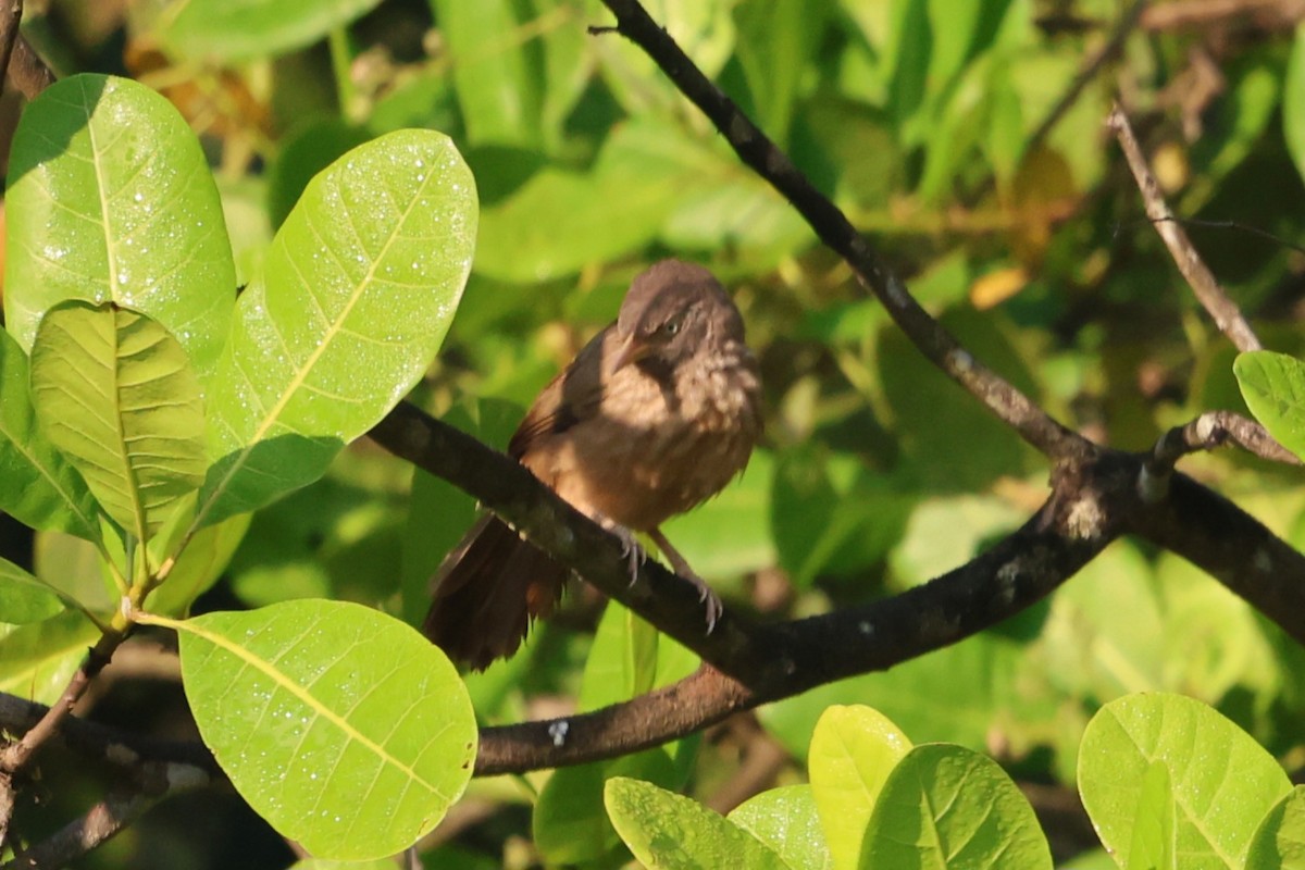 Кратеропа попеляста - ML646943090