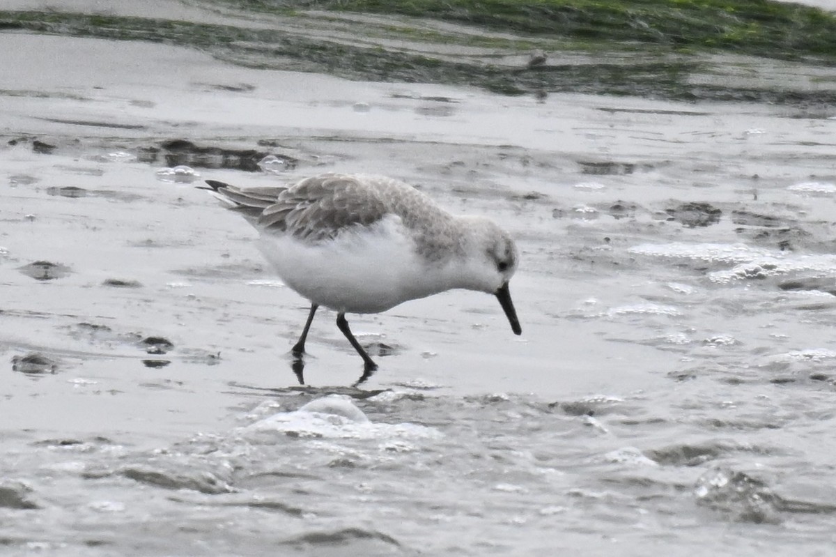 חופית לבנה - ML646943091