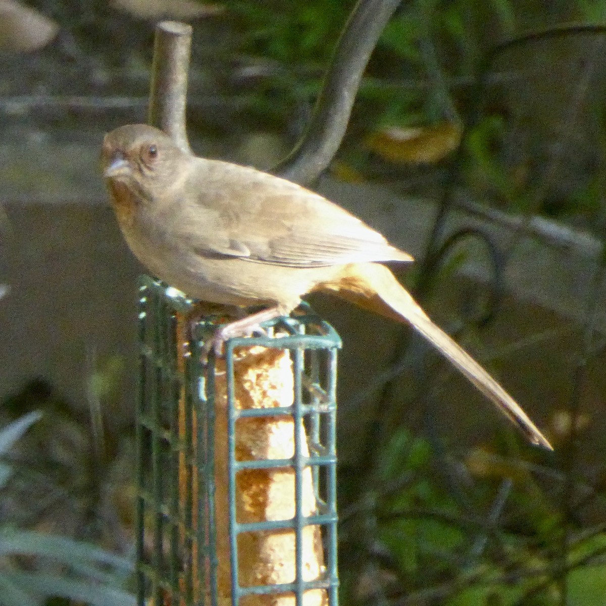 California Towhee - ML646943092