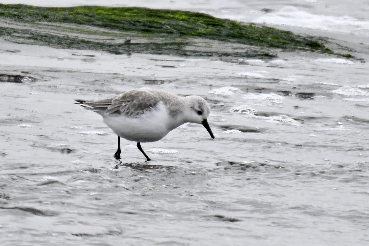 חופית לבנה - ML646943097