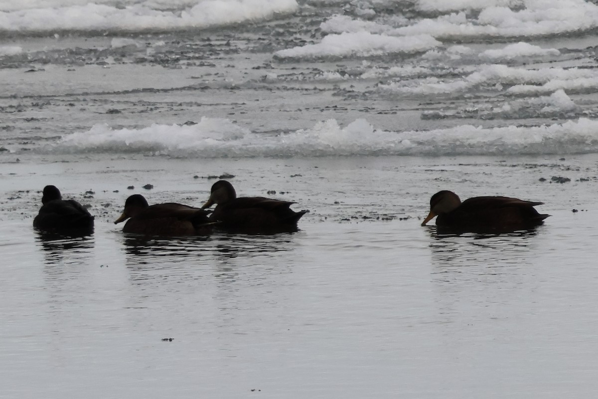 American Black Duck - ML646943099