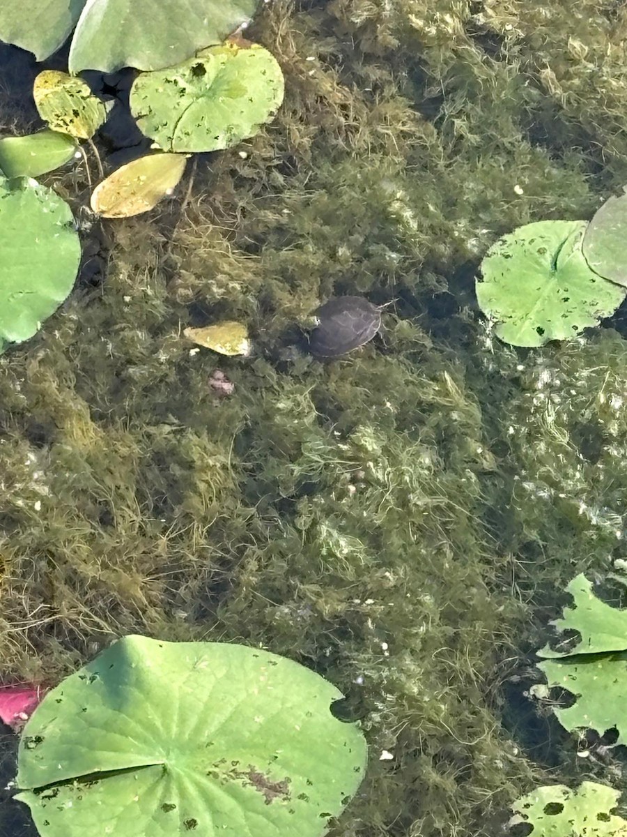 Reptiles - ML646943100