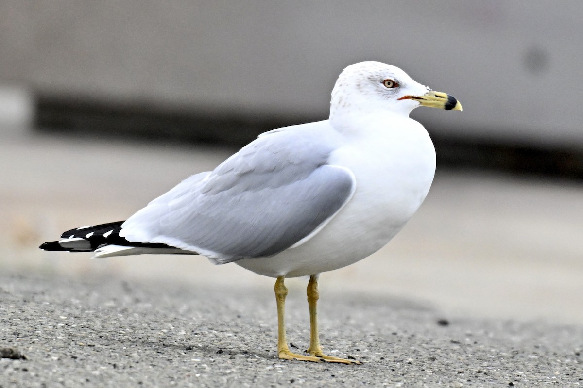 שחף עקוד-מקור - ML646943105