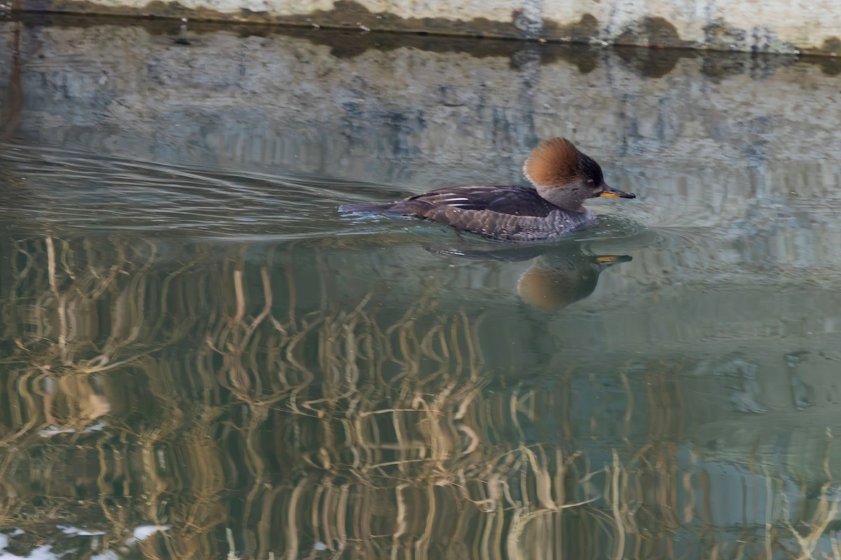 Hooded Merganser - ML646943106