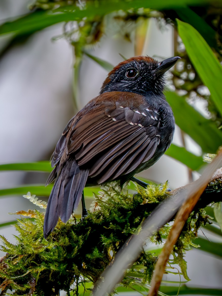 Bicolored Antvireo - ML646943110