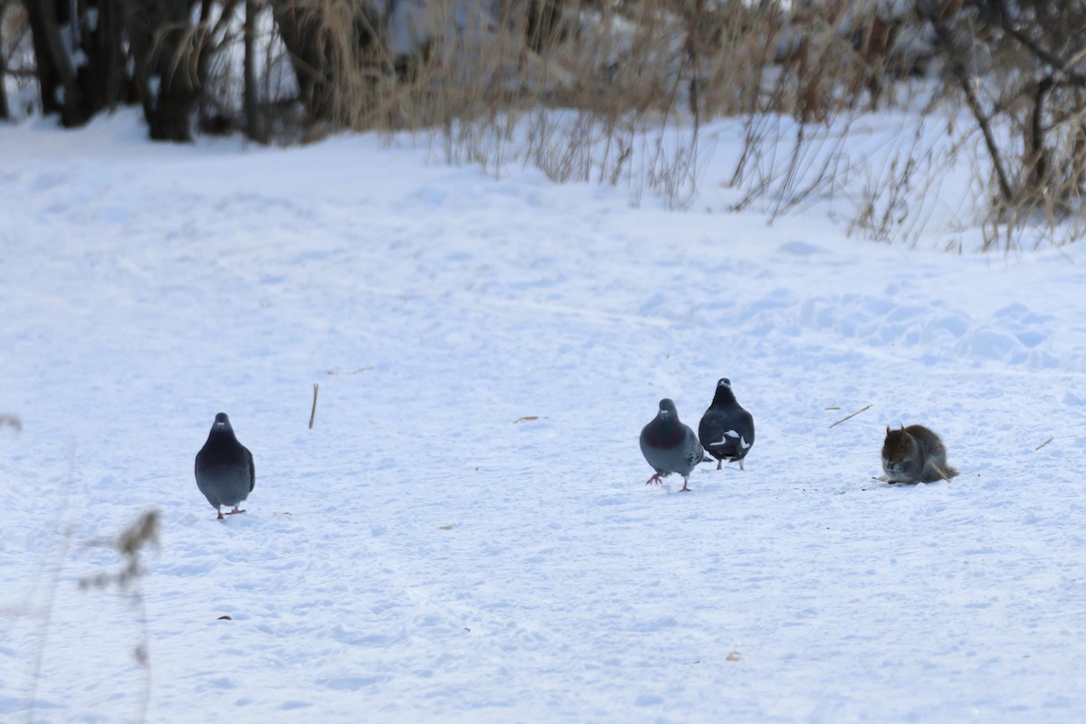 Rock Pigeon (Feral Pigeon) - ML646943111