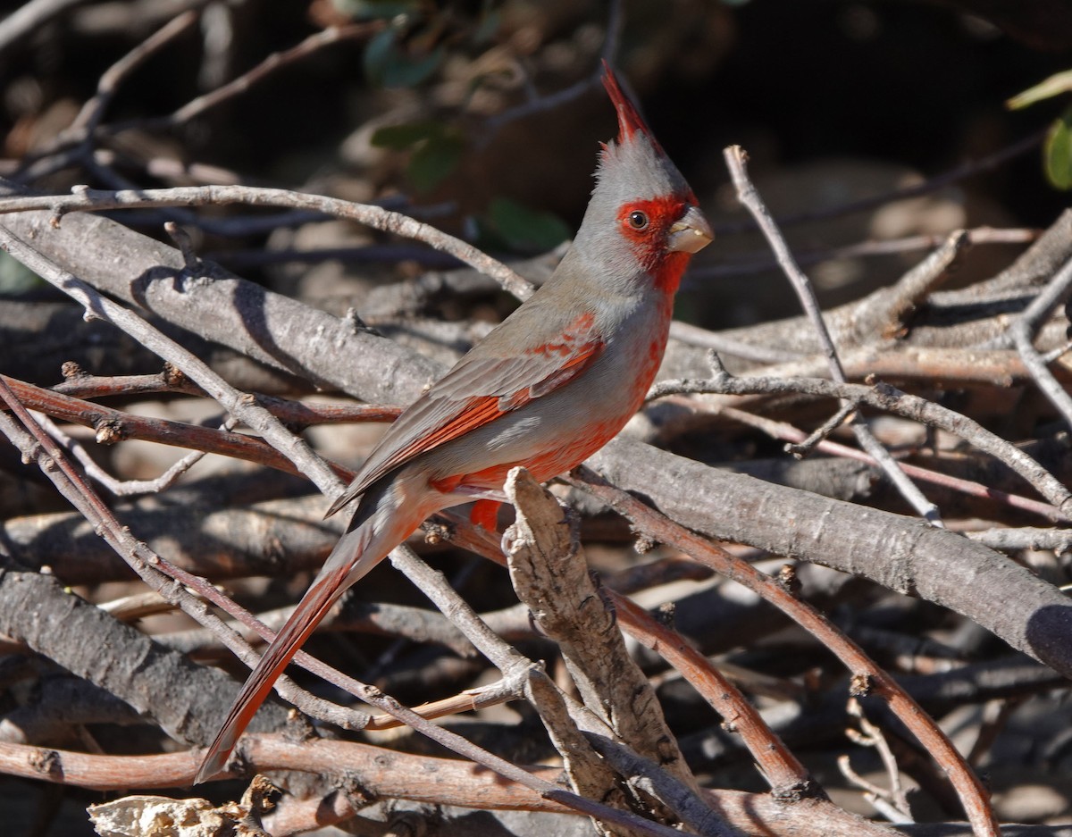 Pyrrhuloxia - ML646943112