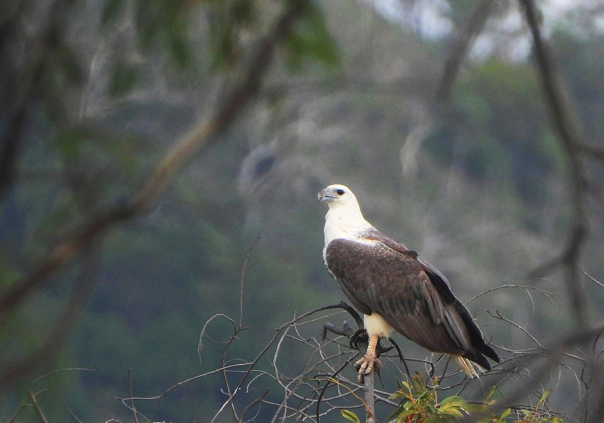 orel bělobřichý - ML646943114
