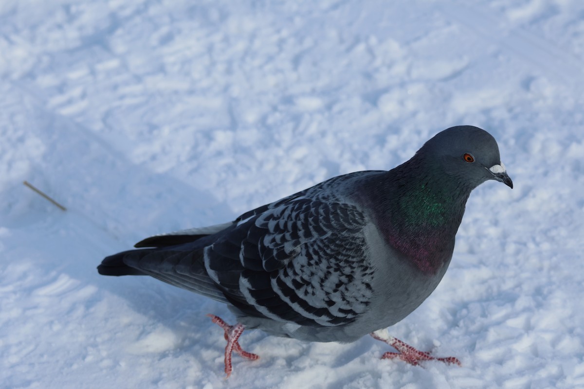 Rock Pigeon (Feral Pigeon) - ML646943119