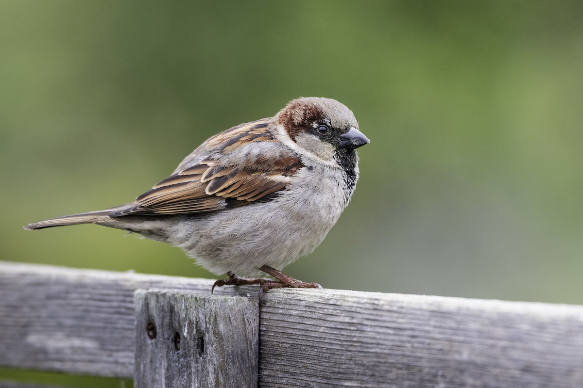 gråspurv - ML646943120