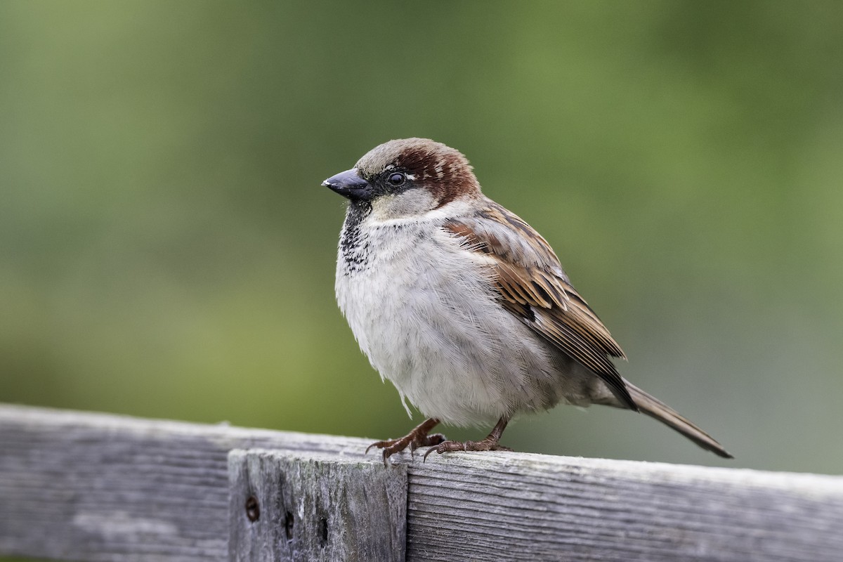 gråspurv - ML646943121