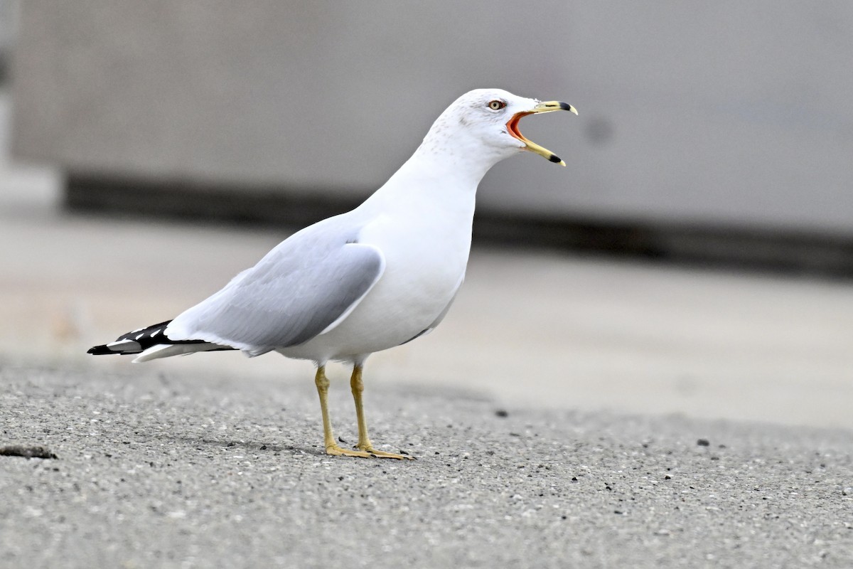 שחף עקוד-מקור - ML646943122