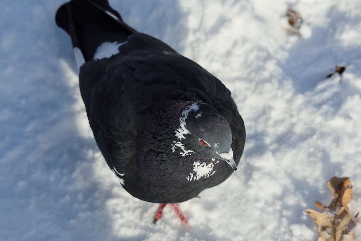 Rock Pigeon (Feral Pigeon) - ML646943123