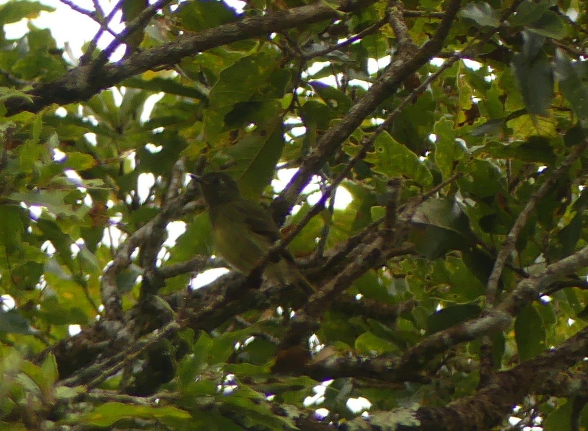 Olive-streaked Flycatcher - ML646943124