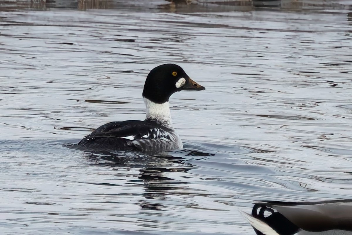 Common Goldeneye - ML646943125