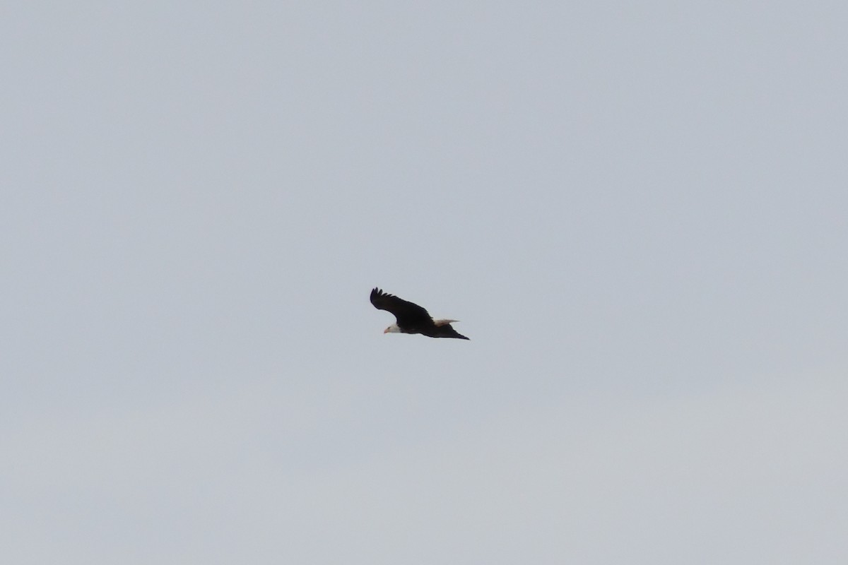 Bald Eagle - ML646943127