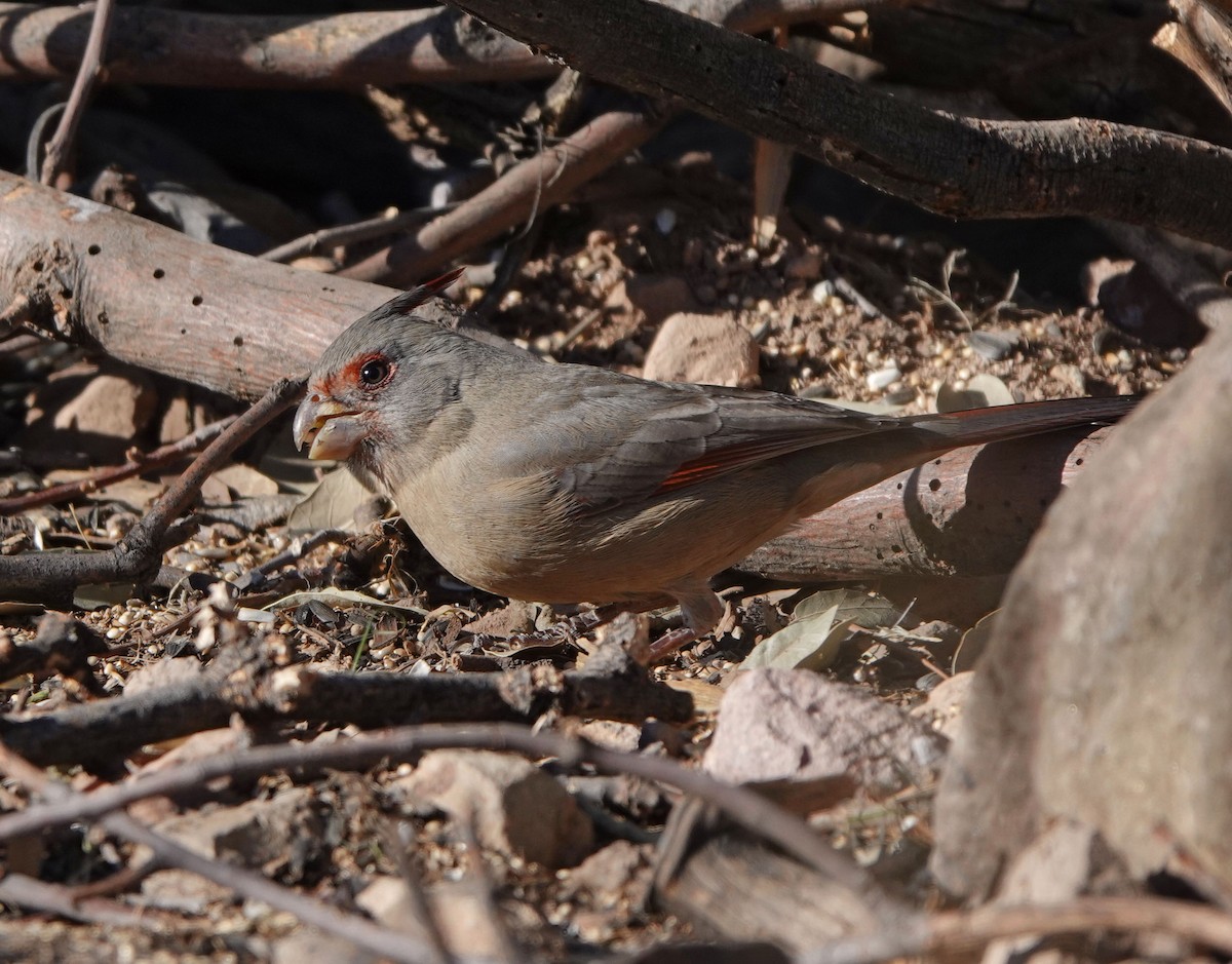 Pyrrhuloxia - ML646943128