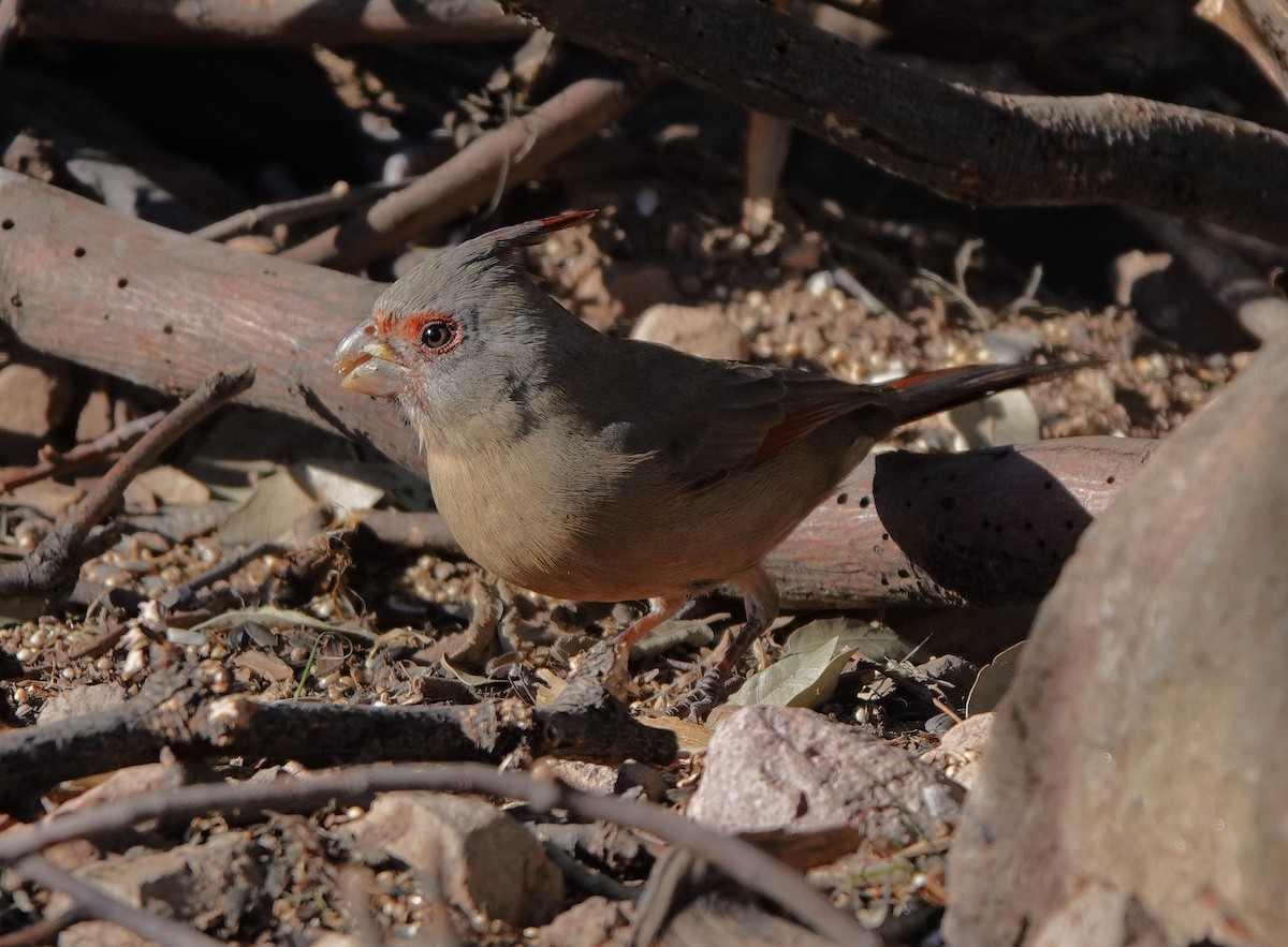Pyrrhuloxia - ML646943129
