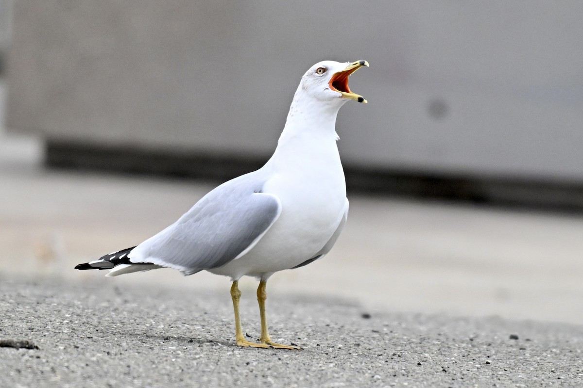 שחף עקוד-מקור - ML646943130