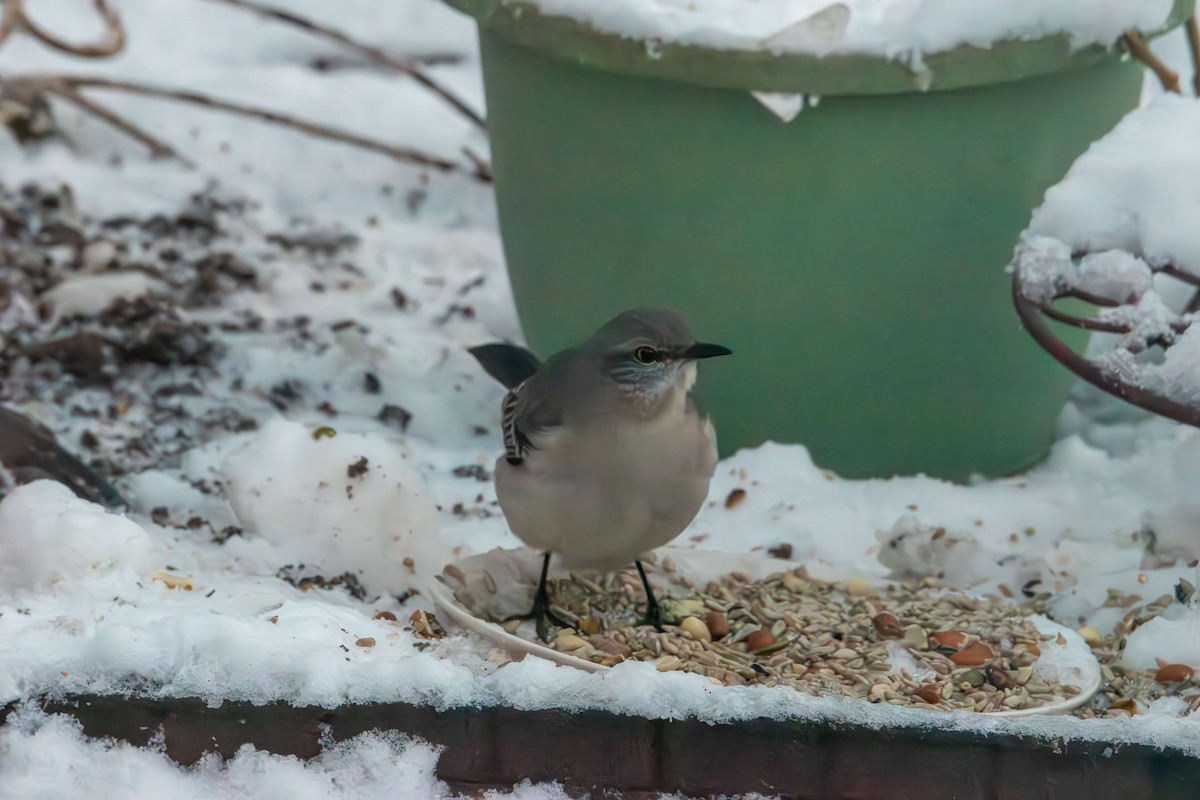Northern Mockingbird - ML646943134